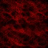 Red004.jpg